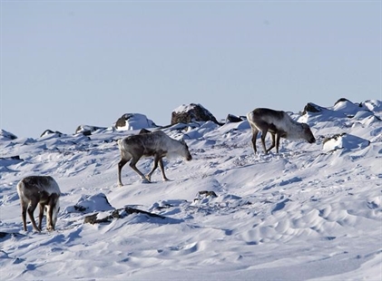 Parks Canada plans first captive breeding program for Jasper National Park caribou | iNFOnews.ca