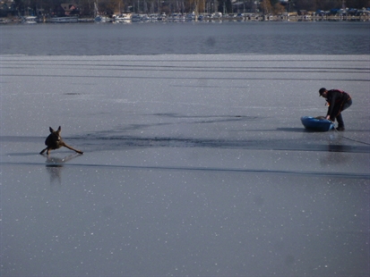 Deer rescued on frozen Okanagan Lake | iNFOnews.ca