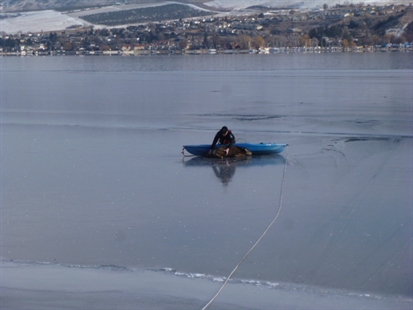 Deer rescued on frozen Okanagan Lake | iNFOnews.ca