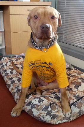 Looking for a forever home, Penticton SPCA Pets of the Week | iNFOnews.ca