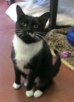 Looking for a forever home, Penticton SPCA Pets of the Week | iNFOnews.ca