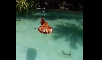 TRENDING NOW: Chicken utilizes pool on hot day | iNFOnews.ca