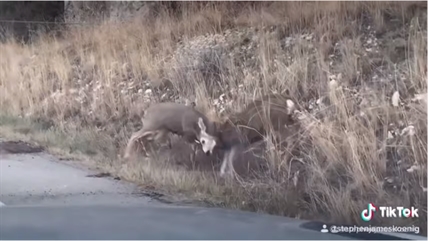 TRENDING NOW: Buck battle seen on Highway 97 near Peachland | iNFOnews.ca