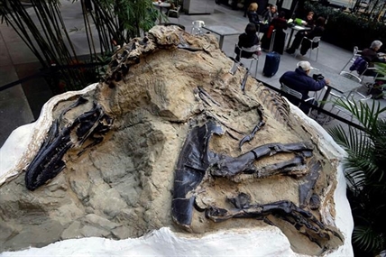 iN VIDEO: 'Dueling dinosaurs' fossils donated to North Carolina museum | iNFOnews.ca iN VIDEO: 'Dueling dinosaurs' fossils donated to North Carolina museum | iNFOnews.ca