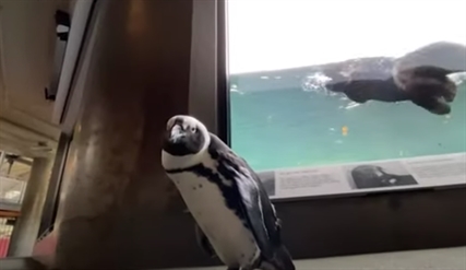 TRENDING NOW: Penguin gets tour of 'human' part of COVID-emptied aquarium | iNFOnews.ca