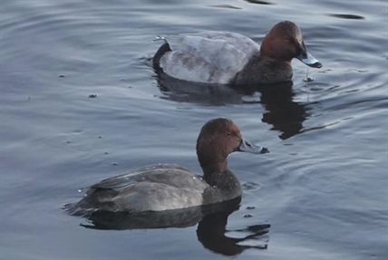 Birdwatcher spots off-course Asian duck; first of its kind to reach B.C. | iNFOnews.ca Birdwatcher spots off-course Asian duck; first of its kind to reach B.C. | iNFOnews.ca
