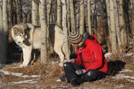 Misunderstood wolfdogs get permanent home at sanctuary near Calgary | iNFOnews.ca Misunderstood wolfdogs get permanent home at sanctuary near Calgary | iNFOnews.ca