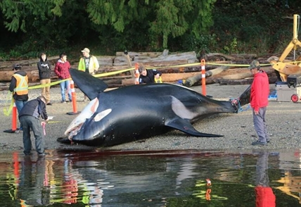 Human activities like shipping, fishing, polluting, linked to orca deaths: study | iNFOnews.ca