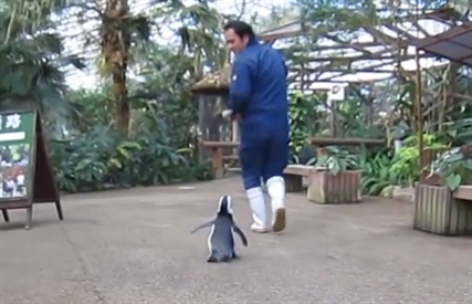 Vicious penguin chases down zookeeper | iNFOnews.ca