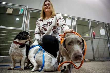 'My only wish:' Children asking pet charity to help their furry friends at Christmas | iNFOnews.ca
