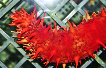 You want me to eat what? A look at some of B.C.’s most exotic seafoods | iNFOnews.ca