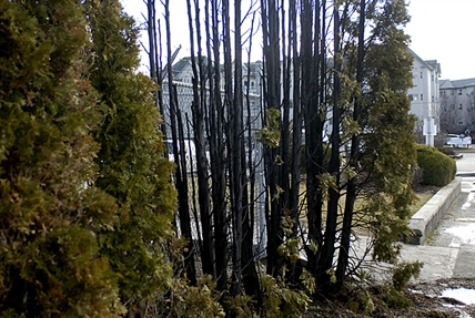 Arsonist torches trees, self at Okanagan College | iNFOnews.ca Arsonist torches trees, self at Okanagan College | iNFOnews.ca