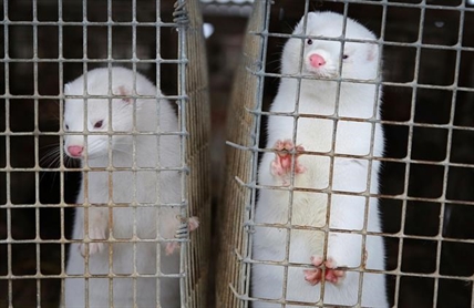 COVID-19 has made its way to second B.C. mink farm, no workers sick | iNFOnews.ca