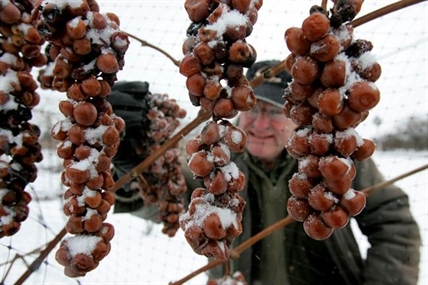 Limited quantity of Ontario icewine to likely make 2020 bottles rare commodity | iNFOnews.ca