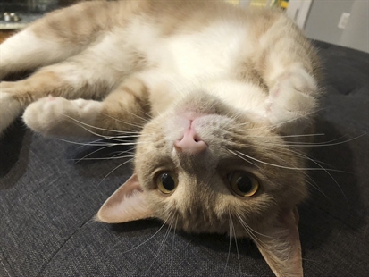 Changes, challenges: The not-so-secret life of pandemic pets | iNFOnews.ca