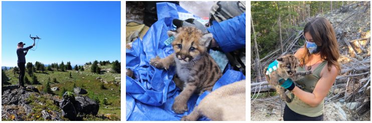 People in backcountry appear to be closer to cougars due to pandemic | iNFOnews.ca