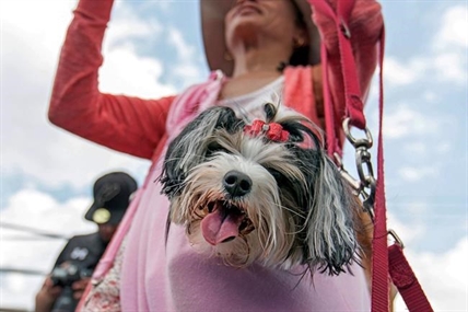 Leave it to Biewer: New toy dog breed gets nod from American Kennel Club | iNFOnews.ca Leave it to Biewer: New toy dog breed gets nod from American Kennel Club | iNFOnews.ca
