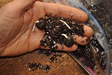 They need to chill. Tips for turning seeds into trees | iNFOnews.ca