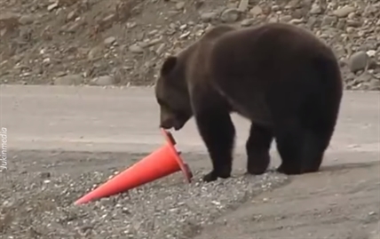 TRENDING NOW: Alaskan grizzly helps out road crews | iNFOnews.ca