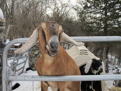 Dog and goat serving as mayor raise money for a playground | iNFOnews.ca