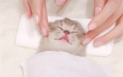 TRENDING NOW: Adorable tiny kitten gets a spa treatment | iNFOnews.ca