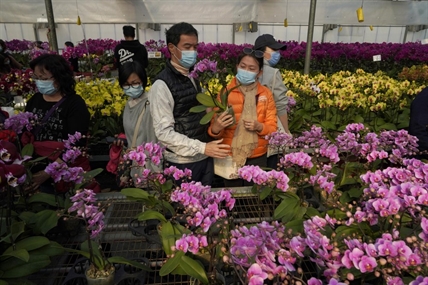 Flower farms see their Lunar New Year sales wilted by virus | iNFOnews.ca Flower farms see their Lunar New Year sales wilted by virus | iNFOnews.ca