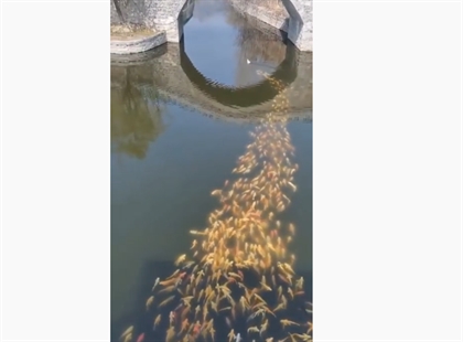 TRENDING NOW: Fish play follow the leader with duck | iNFOnews.ca