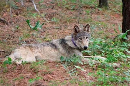 Wolf tracked near Yosemite park for first time in 100 years | iNFOnews.ca Wolf tracked near Yosemite park for first time in 100 years | iNFOnews.ca