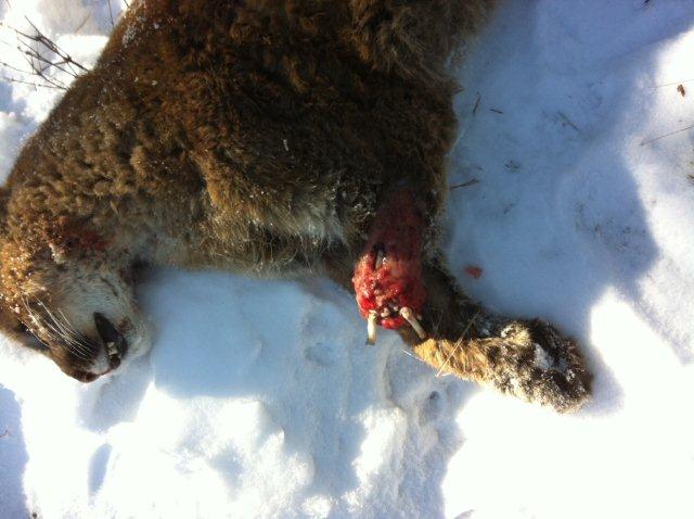Blood-stained tracks lead conservation officers to injured cougar | iNFOnews.ca