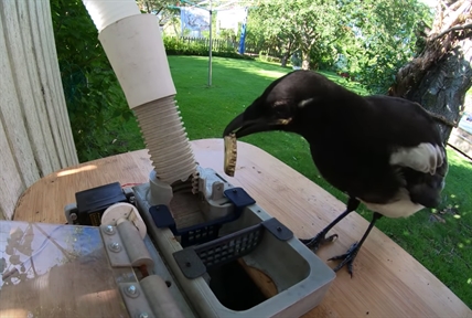 TRENDING NOW: This amazing magpie trades bottle caps for food | iNFOnews.ca