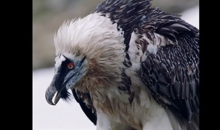 TRENDING NOW: This dragon-like creature eats bones for breakfast | iNFOnews.ca