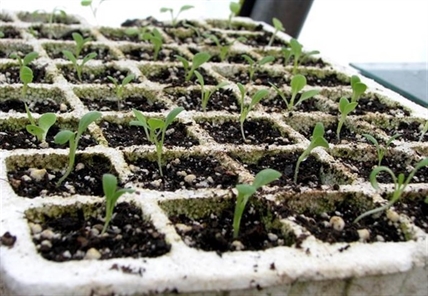 Time to try growing some vegetable or flower transplants | iNFOnews.ca Time to try growing some vegetable or flower transplants | iNFOnews.ca