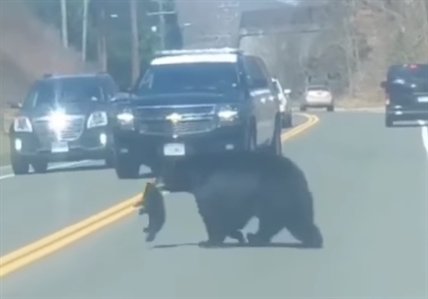 iN VIDEO: Human parents feel for mama bear trying to corral her cubs | iNFOnews.ca
