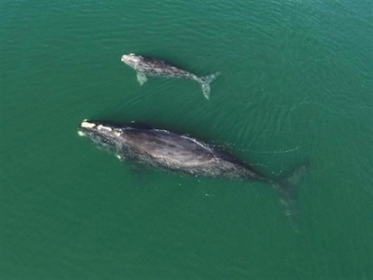 Births among endangered right whales highest since 2015 | iNFOnews.ca