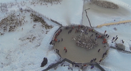 Swirling herds of reindeer will amaze | iNFOnews.ca Swirling herds of reindeer will amaze | iNFOnews.ca