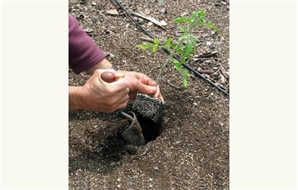 Turning point: When is it safe to plant your garden? | iNFOnews.ca