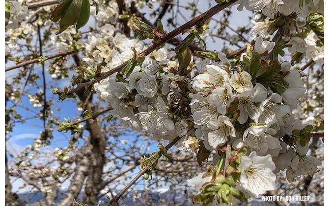 iN PHOTOS: Spring shows its colours in Kamloops, Okanagan | iNFOnews.ca