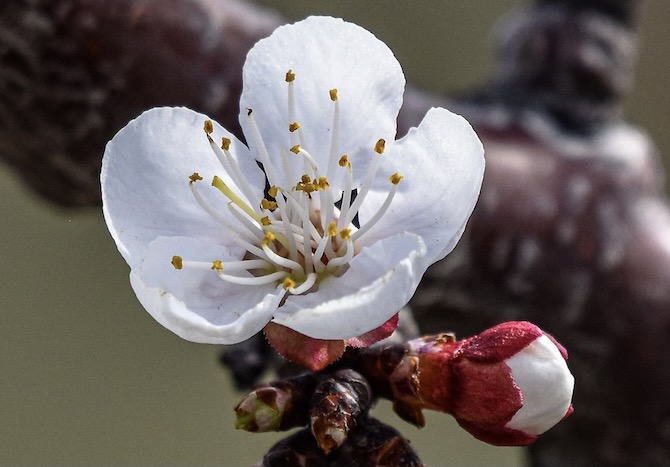 iN PHOTOS: Spring shows its colours in Kamloops, Okanagan | iNFOnews.ca