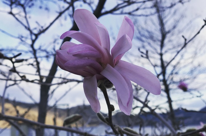 iN PHOTOS: Spring shows its colours in Kamloops, Okanagan | iNFOnews.ca