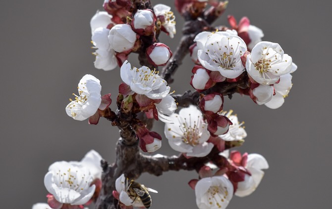 iN PHOTOS: Spring shows its colours in Kamloops, Okanagan | iNFOnews.ca