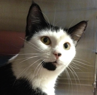 Looking for a forever home, Penticton SPCA Pets of the Week | iNFOnews.ca