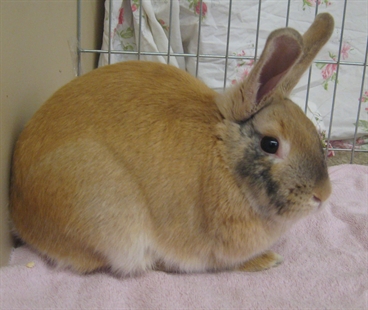 Looking for a forever home, Penticton SPCA Pets of the Week | iNFOnews.ca