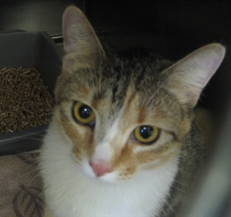 Looking for a forever home, Vernon SPCA pet of the week | iNFOnews.ca