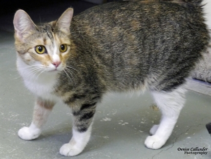 Looking for a forever home, Vernon SPCA pet of the week | iNFOnews.ca