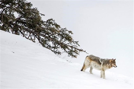Yellowstone park hazes wolves that get used to people | iNFOnews.ca