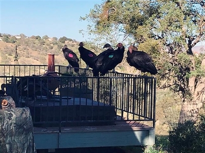 Flock of giant California condors trashes woman's home | iNFOnews.ca