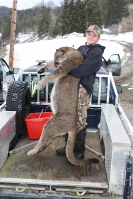 Dog-eating cougars put down in North Okanagan | iNFOnews.ca