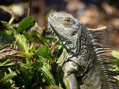 'Stand your ground' defense rejected in Florida iguana killing | iNFOnews.ca 'Stand your ground' defense rejected in Florida iguana killing | iNFOnews.ca