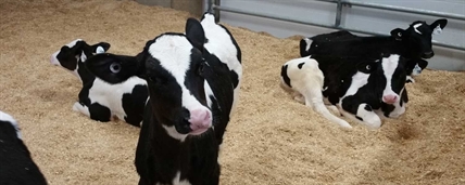 All the fun of the farm at Farmer John’s Market in Grindrod | iNFOnews.ca