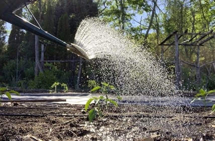Gardening: Buy or make a rain gauge to get watering right | iNFOnews.ca Gardening: Buy or make a rain gauge to get watering right | iNFOnews.ca